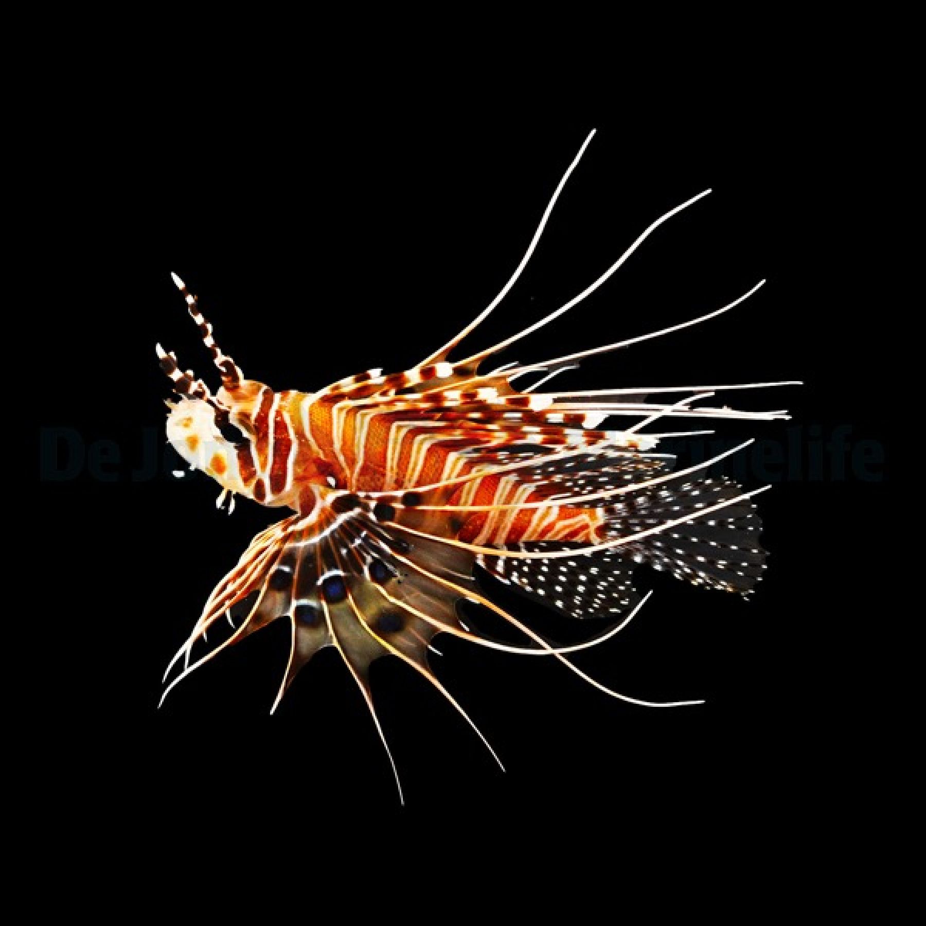 Pterois antennata Antennen-Feuerfisch